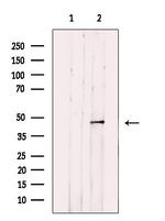 PDHA2 Antibody in Western Blot (WB)