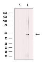 KLF12 Antibody in Western Blot (WB)