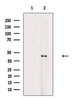 KLF12 Antibody in Western Blot (WB)