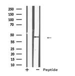 KLF12 Antibody in Western Blot (WB)