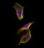 PKA beta Antibody in Immunocytochemistry (ICC/IF)