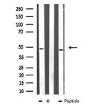 TEAD1 Antibody in Western Blot (WB)