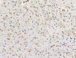 TEAD1 Antibody in Immunohistochemistry (Paraffin) (IHC (P))