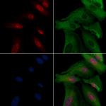 MEOX2 Antibody in Immunocytochemistry (ICC/IF)