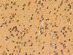 MEOX2 Antibody in Immunohistochemistry (Paraffin) (IHC (P))