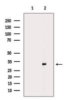 MEOX2 Antibody in Western Blot (WB)