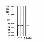 CD137 Antibody in Western Blot (WB)