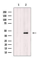 PDGFRL Antibody in Western Blot (WB)