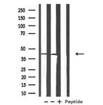 PDGFRL Antibody in Western Blot (WB)