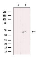 SLC22A18 Antibody in Western Blot (WB)