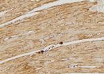 DUSP9 Antibody in Immunohistochemistry (Paraffin) (IHC (P))