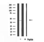 DUSP9 Antibody in Western Blot (WB)