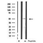 BHLHE41 Antibody in Western Blot (WB)