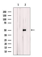 BHLHE41 Antibody in Western Blot (WB)