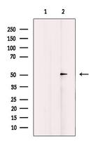 AZI2 Antibody in Western Blot (WB)