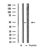 SERC1 Antibody in Western Blot (WB)