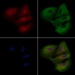 ARRDC3 Antibody in Immunocytochemistry (ICC/IF)