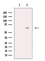 CYP26C1 Antibody in Western Blot (WB)