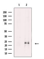 FGF18 Antibody in Western Blot (WB)