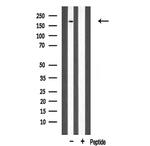 MLH3 Antibody in Western Blot (WB)