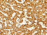 MRPL10 Antibody in Immunohistochemistry (Paraffin) (IHC (P))