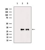 MRPL10 Antibody in Western Blot (WB)