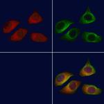 MRPL13 Antibody in Immunocytochemistry (ICC/IF)