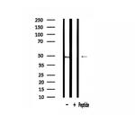 RPL3 Antibody in Western Blot (WB)