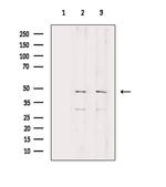 RPL3 Antibody in Western Blot (WB)