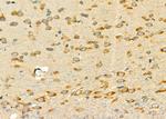 RPL5 Antibody in Immunohistochemistry (Paraffin) (IHC (P))