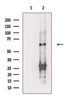 SLC33A1 Antibody in Western Blot (WB)