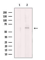 SLC33A1 Antibody in Western Blot (WB)