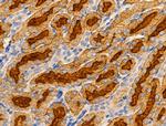 SLC25A6 Antibody in Immunohistochemistry (Paraffin) (IHC (P))