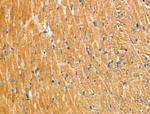 GUSB Antibody in Immunohistochemistry (Paraffin) (IHC (P))