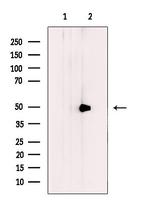 BMP-10 Antibody in Western Blot (WB)