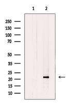 CHP1 Antibody in Western Blot (WB)