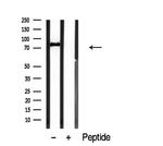 PDE4C Antibody in Western Blot (WB)