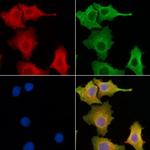 CLCC1 Antibody in Immunocytochemistry (ICC/IF)