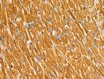 CMTM2 Antibody in Immunohistochemistry (Paraffin) (IHC (P))