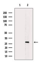 CMTM2 Antibody in Western Blot (WB)