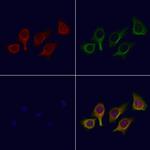 ATG4C Antibody in Immunocytochemistry (ICC/IF)