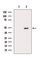 ATG4C Antibody in Western Blot (WB)