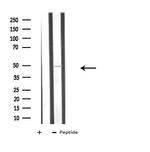 ATG4C Antibody in Western Blot (WB)