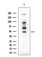 ATG4C Antibody in Western Blot (WB)