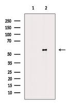 ATG4D Antibody in Western Blot (WB)