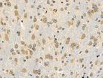 DGAT2L6 Antibody in Immunohistochemistry (Paraffin) (IHC (P))