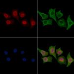 POLD3 Antibody in Immunocytochemistry (ICC/IF)