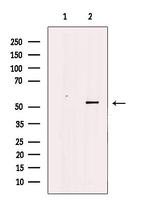 POLD3 Antibody in Western Blot (WB)