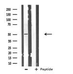 POLD3 Antibody in Western Blot (WB)