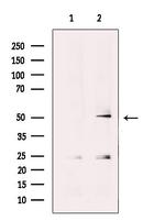 PRIM1 Antibody in Western Blot (WB)